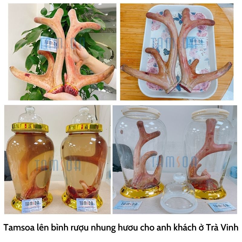 nhung huou ngam ruou cho anh khach tra vinh Cặp 1.5kg lên 2 bình rượu 10 lít gửi vào cho anh khách ở Trà Vinh