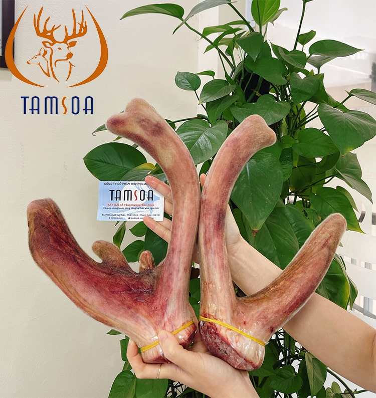 nhung hươu bổ thận