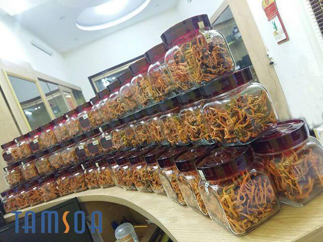 đông trùng hạ thảo ký sinh thân chủ nhộng tằm