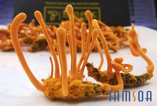 đông trùng hạ thảo tươi nguyên con nhộng tằm thiên phúc