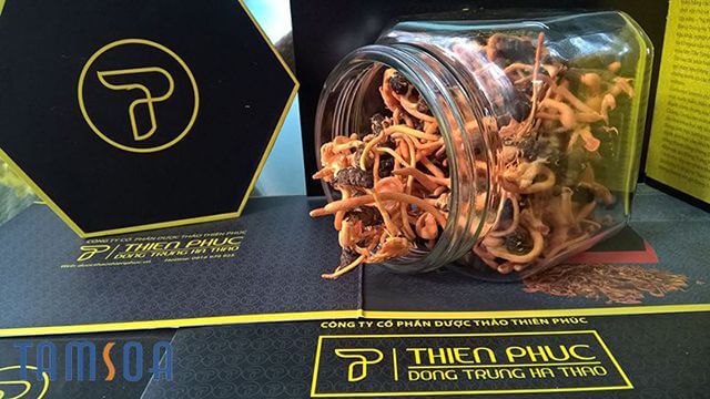 đông trùng hạ thảo nguyên con tươi nhộng tằm thiên phúc 50gr