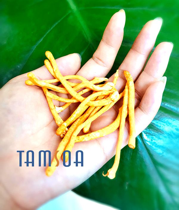 đông trùng hạ thảo quả thể tươi 100g