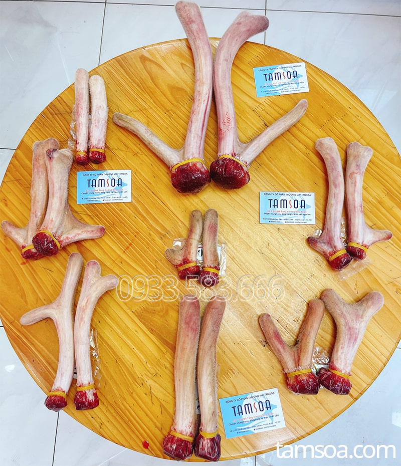 CẶP NHUNG HƯƠU NGUYÊN VẸN ĐƯỢC TRƯNG BÀY TRƯỚC KHI XỬ LÝ