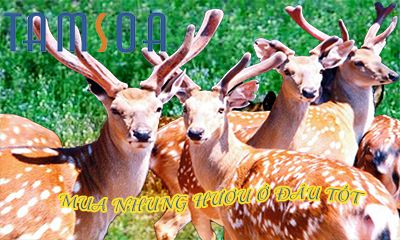 mua nhung hươu ở đâu tốt