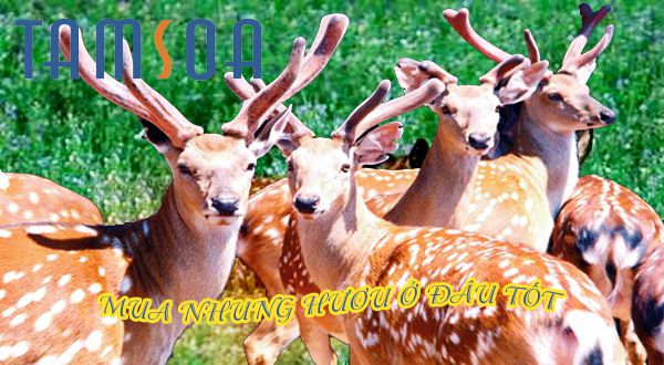 Mua nhung hươu tươi, sấy khô ở đâu đảm bảo chất lượng? mua nhung hươu ở đâu tốt
