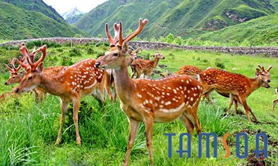 Địa chỉ bán nhung hươu uy tín chất lượng tại Lạng Sơn