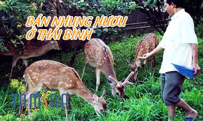 Mua nhung hươu ở Thái Bình