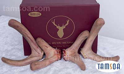 mua nhung hươu tại bắc giang