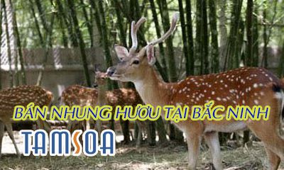 mua nhung hươu tại bắc ninh