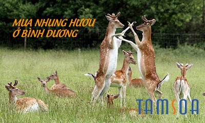 Nhung huou tamsoa