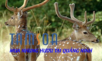 mua nhung hươu ở quảng ninh