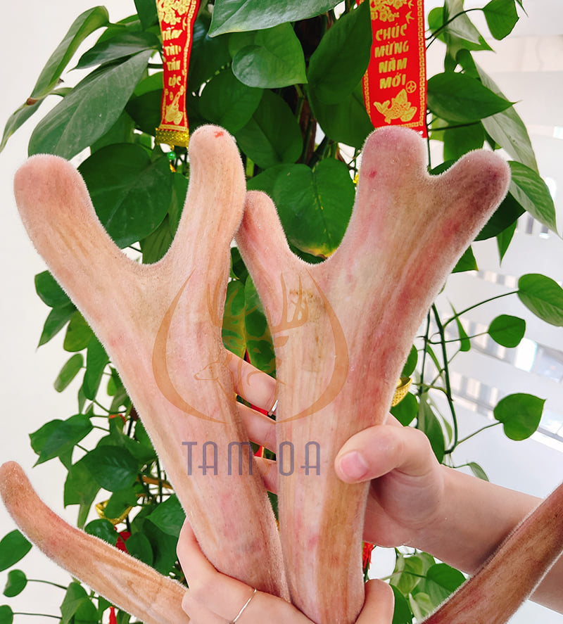 Cách thức mua nhung hươu cho các khách hàng ở Lạng Sơn