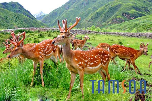 Mua nhung hươu ở Thái Nguyên nhung hươu hương sơn hà tĩnh