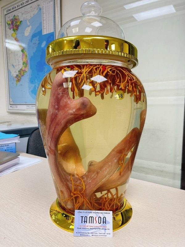 Nhung hươu ngâm rượu