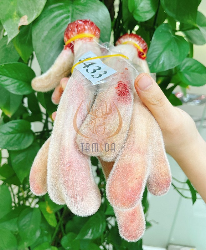 Bình Dương mua nhung hươu ở đâu tốt