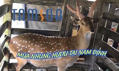 Nhung huou tamsoa