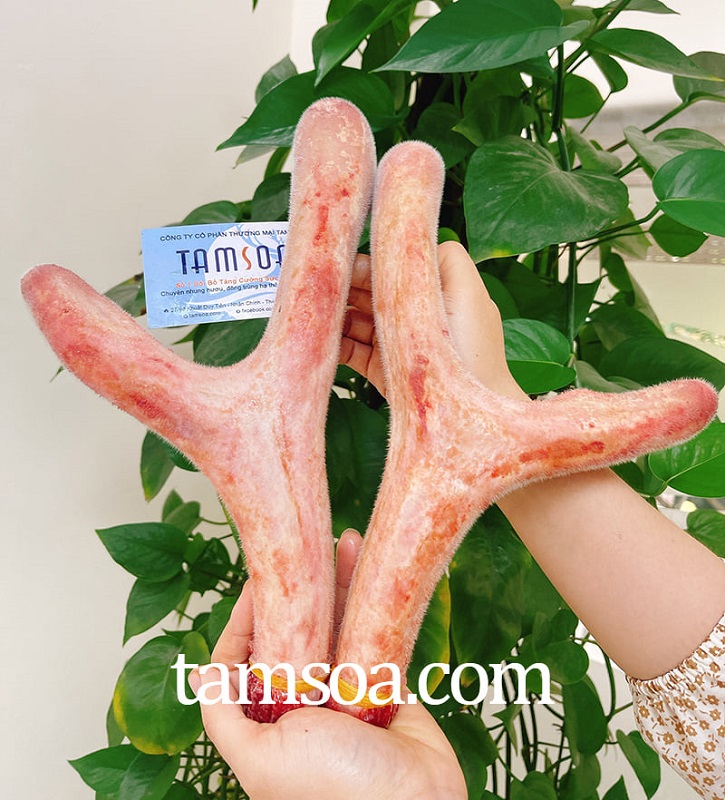 Nhung hươu tươi Hương Sơn