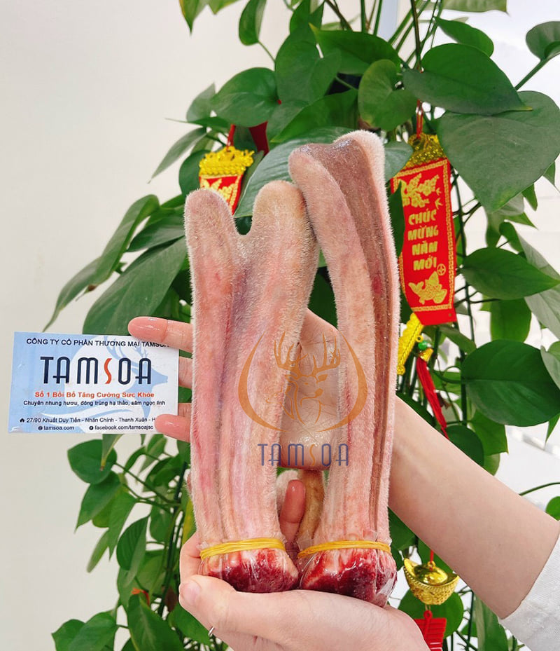 Nhung hươu tươi
