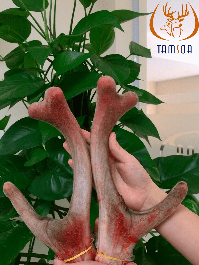địa chỉ mua nhung hươu tại bắc ninh