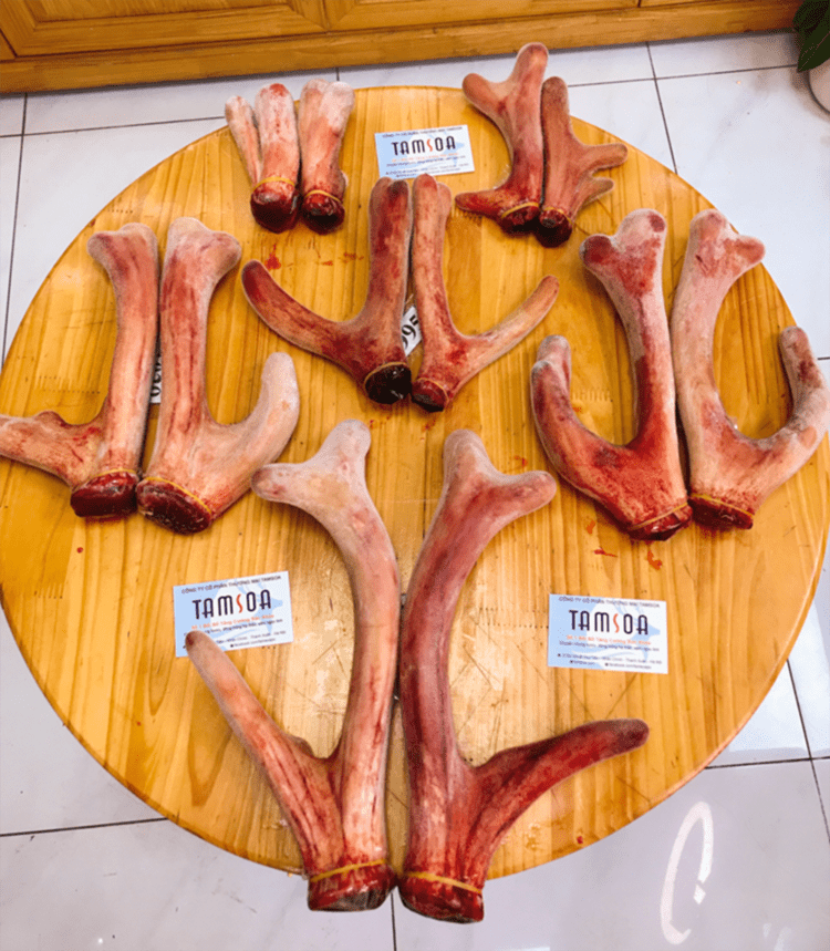 nhung hươu tươi Tamsoa