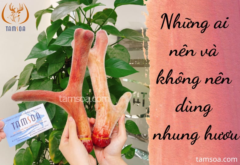 nhung ai nen va khong nen dung nhung huou Những ai nên và không nên dùng nhung hươu