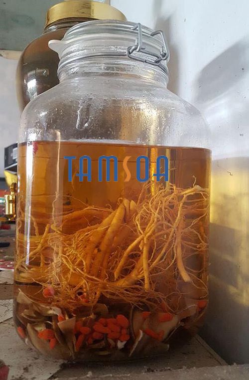 Nhung hươu Khô ngâm nhân sâm đông trùng Nhung hươu Khô ngâm nhân sâm đông trùng