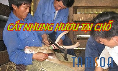 địa chỉ cắt nhung hươu tại chỗ