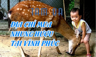 Nhung huou tamsoa