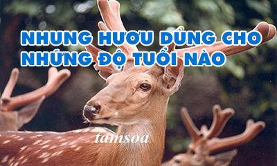 độ tuổi nào có thể dùng được nhung huơu