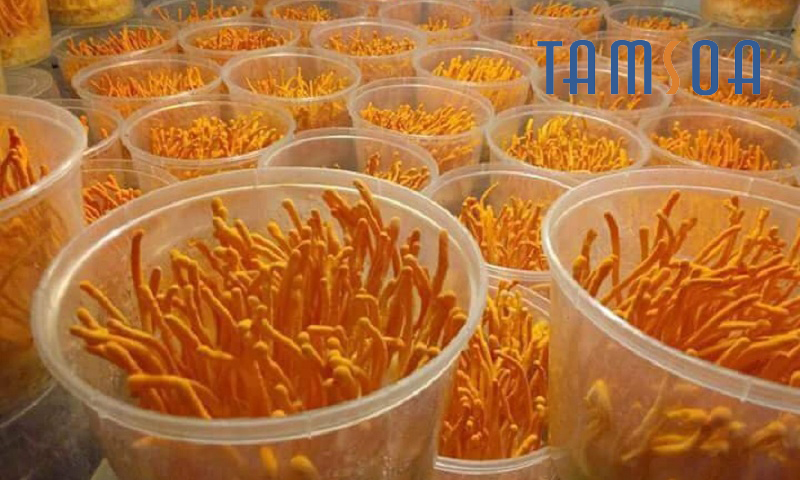 đông trùng hạ thảo thiên phúc tươi