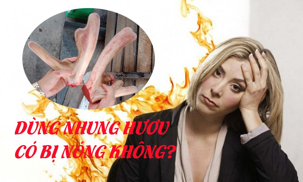 dùng nhung hươu có bị nóng không