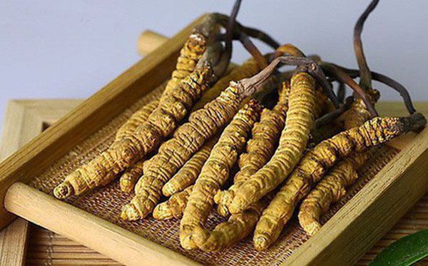 mua đông trùng hạ thảo ở đâu tốt