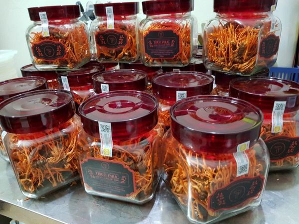mua đông trùng hạ thảo ở đâu tốt