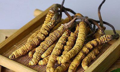 mua đông trùng hạ thảo ở đâu tốt