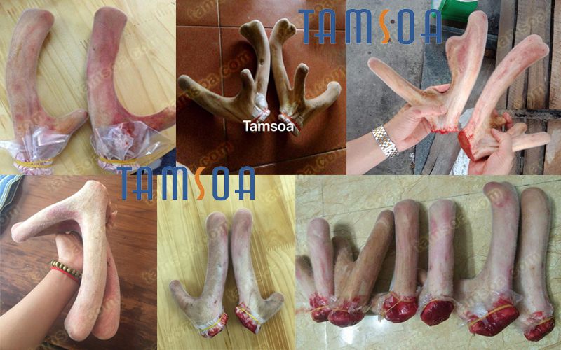 nhung hươu tươi hương sơn hà tĩnh