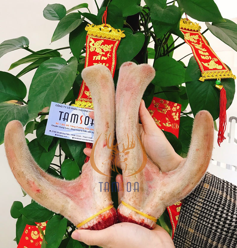 Mua nhung hươu tại Vĩnh Phúc Mua nhung hươu tại Vĩnh Phúc