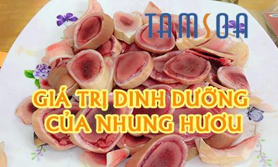 giá trị dưỡng chất của nhung hươu