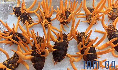 tác dụng của đông trùng hạ thảo