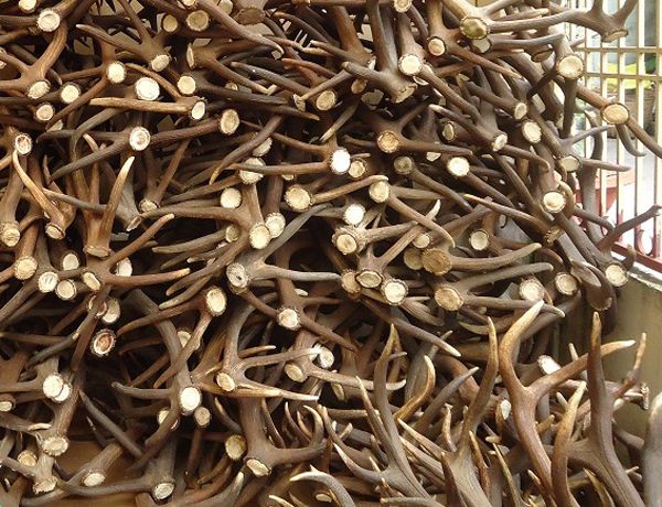 cao hươu có tác dụng gì