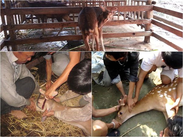 Kỹ thuật cắt nhung hươu, cắt nhung hươu có đau không