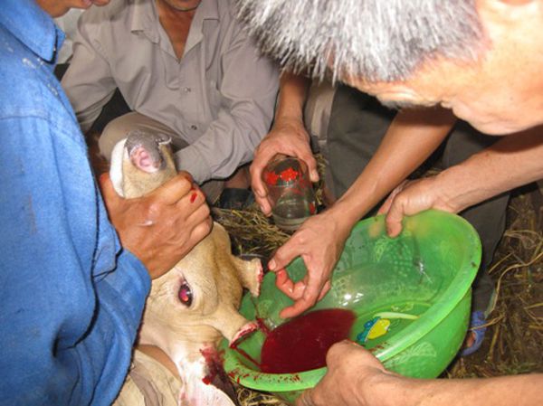 Kỹ thuật cắt nhung hươu, cắt nhung hươu có đau không