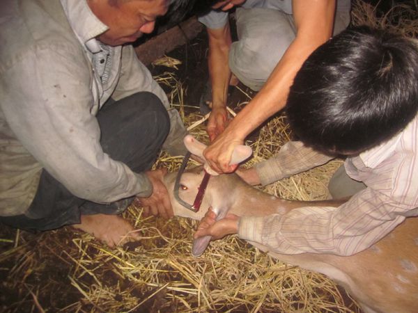 Kỹ thuật cắt nhung hươu, cắt nhung hươu có đau không