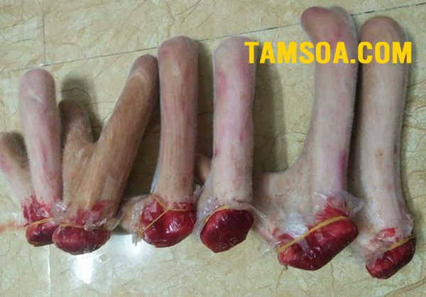 mua nhung hươu ở đâu tốt địa chỉ bán nhung hươu