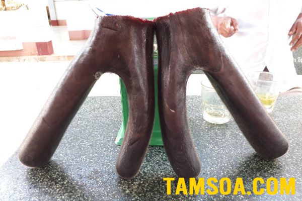 mua nhung hươu ở đâu tốt địa chỉ bán nhung hươu
