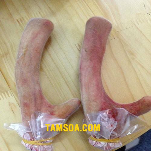 Nhung hươu tươi sau khi thái lát