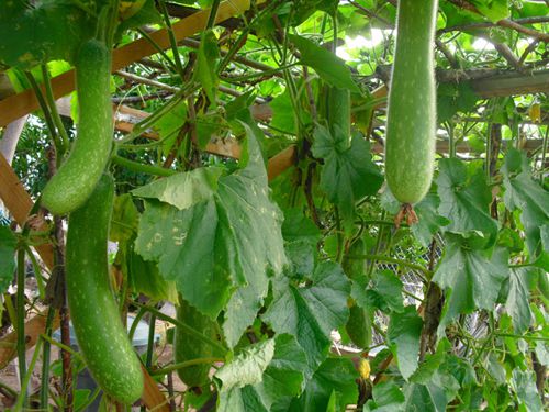 Yếu sinh lý nam nên ăn gì, chồng yếu sinh lý nên ăn gì để bổ thận, tráng dương?