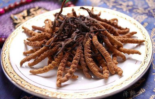 Đông Trùng Hạ Thảo giá bao nhiêu 1kg