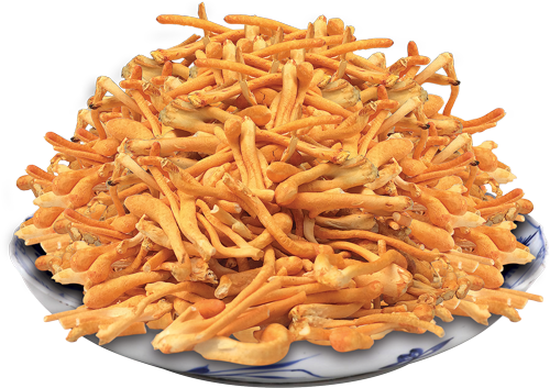 Đông Trùng Hạ Thảo giá bao nhiêu 1kg