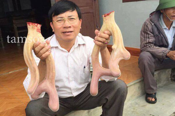 Khách hàng vào trong trang trại cắt nhung