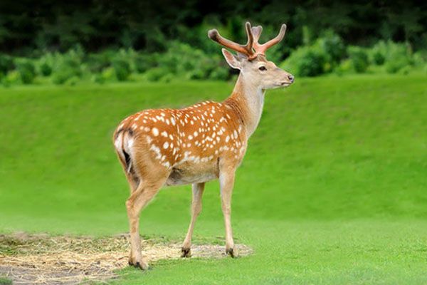 Nhà nước đã cấp phép cho hoạt động kinh doanh nuôi hươu lấy nhung